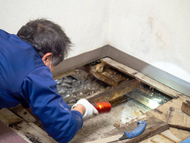 Best Industrial Mold Remediation in Hiawatha, KS