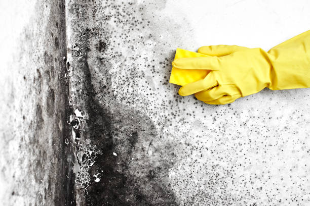 Best Attic Mold Remediation in Hiawatha, KS