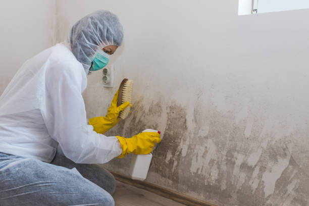 Best Post-Remediation Services in Hiawatha, KS