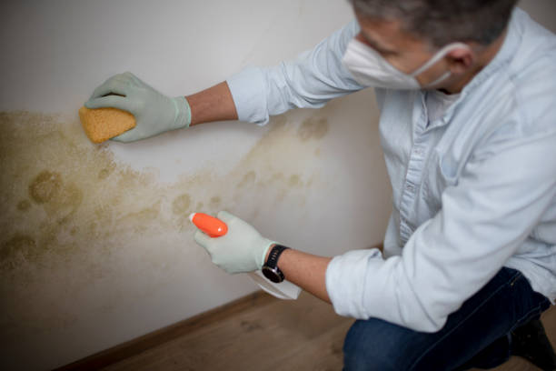 Best Mold Testing and Inspection Services in Hiawatha, KS