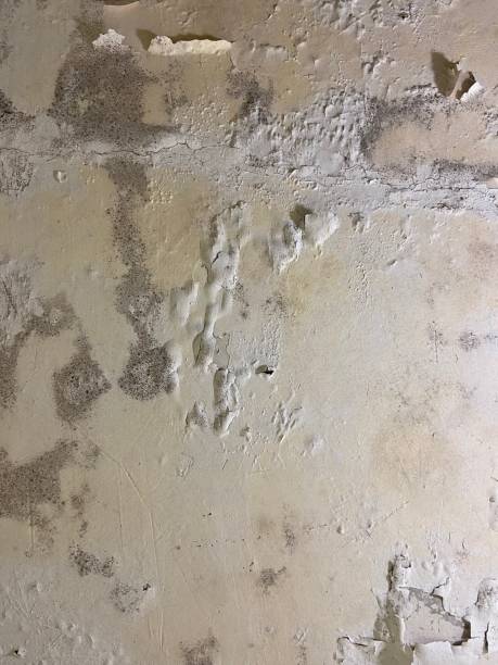 Best Crawl Space Mold Remediation in Hiawatha, KS