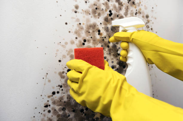 Best Localized Mold Remediation (e.g., coastal areas, humid climates) in Hiawatha, KS